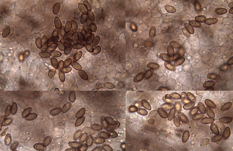 Cortinarius desertorum spory